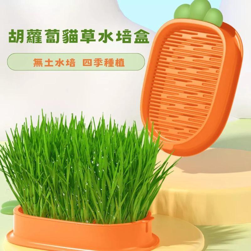 隔日到貨🔥【送貓草種籽】貓草 小麥 貓草盆栽  貓草種子 小麥草 水培貓草盒 貓咪零食 小麥草種子 化毛 貓草種籽-細節圖2
