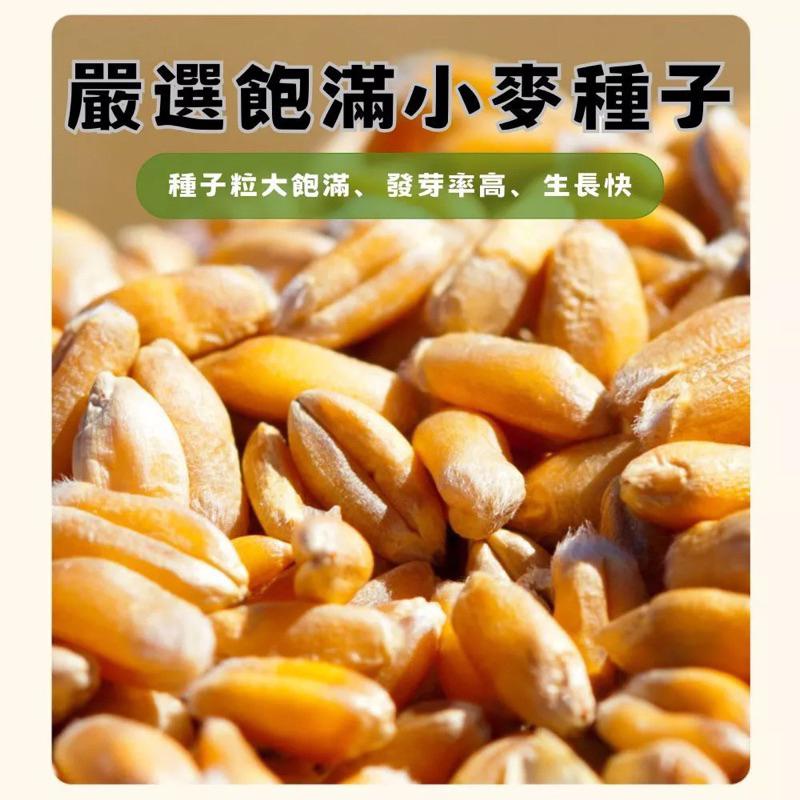 隔日到貨🔥【送貓草種籽】貓草 小麥 貓草盆栽  貓草種子 小麥草 水培貓草盒 貓咪零食 小麥草種子 化毛 貓草種籽-細節圖3