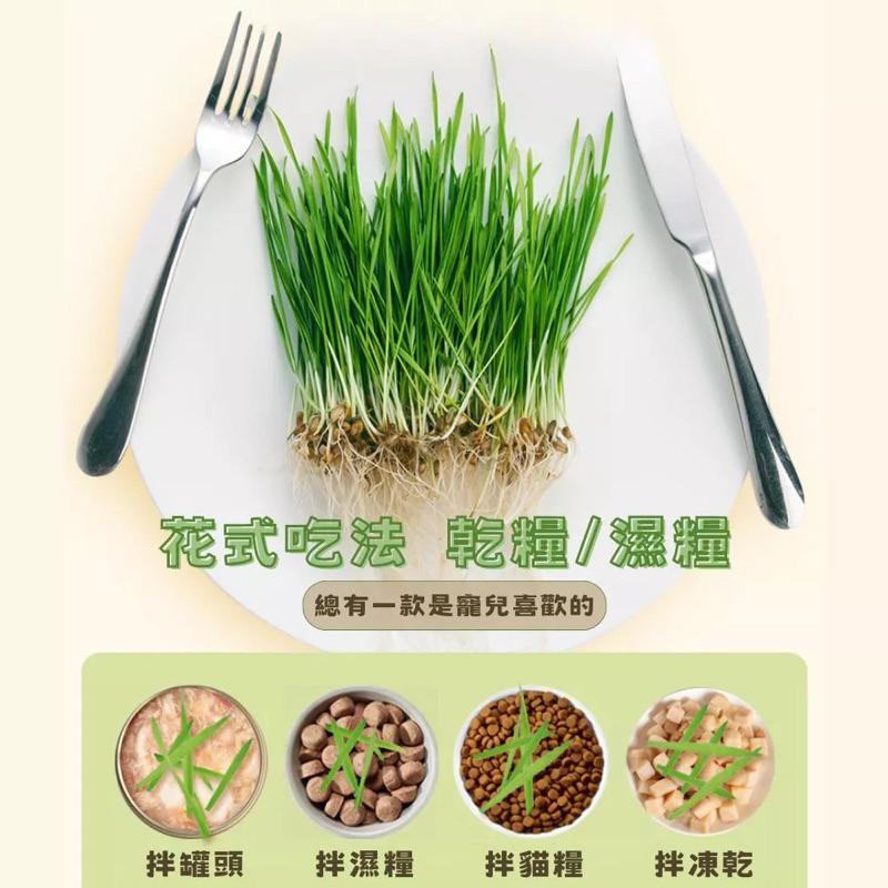 隔日到貨🔥【送貓草種籽】貓草 小麥 貓草盆栽  貓草種子 小麥草 水培貓草盒 貓咪零食 小麥草種子 化毛 貓草種籽-細節圖4