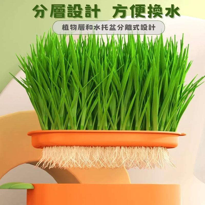 隔日到貨🔥【送貓草種籽】貓草 小麥 貓草盆栽  貓草種子 小麥草 水培貓草盒 貓咪零食 小麥草種子 化毛 貓草種籽-細節圖5