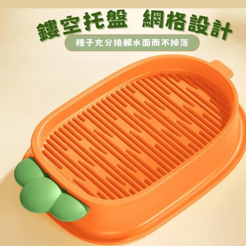 隔日到貨🔥【送貓草種籽】貓草 小麥 貓草盆栽  貓草種子 小麥草 水培貓草盒 貓咪零食 小麥草種子 化毛 貓草種籽-細節圖6