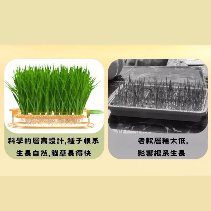 隔日到貨🔥【送貓草種籽】貓草 小麥 貓草盆栽  貓草種子 小麥草 水培貓草盒 貓咪零食 小麥草種子 化毛 貓草種籽-細節圖7
