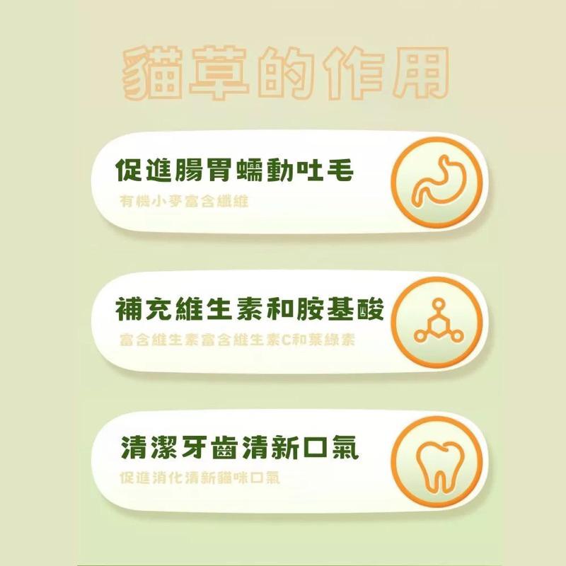 隔日到貨🔥【送貓草種籽】貓草 小麥 貓草盆栽  貓草種子 小麥草 水培貓草盒 貓咪零食 小麥草種子 化毛 貓草種籽-細節圖8