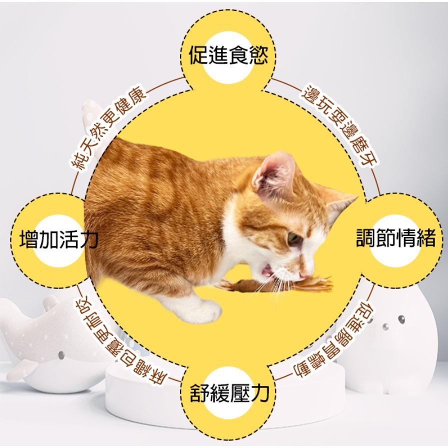 💗新店開幕🔥全站最低價·貓零食 磨牙棒 潔牙棒 貓咪玩具 貓玩具 蟲癭果木天蓼棒啃咬組合新款貓玩具 潔牙去牙垢 清新口-細節圖5