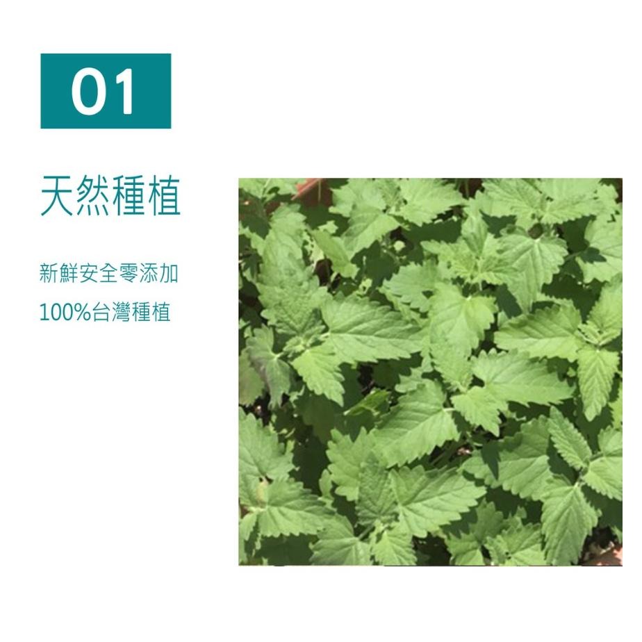 隔日到貨🔥台灣小農種植 特級乾燥貓薄荷10G 單包裝 貓草 貓薄荷 荊芥 貓零食特級貓薄荷/木天蓼果實/蟲嬰果實/-細節圖5