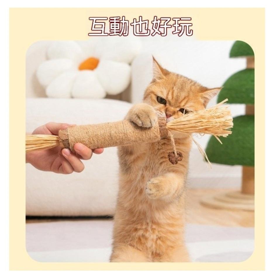 限時特賣超低價💗現貨低價貓咪木天蓼 巨無霸磨牙棒 木天蓼棒 貓咪磨牙 木天蓼 蟲癭果 貓咪口腔清潔 貓玩具 貓咪耐咬玩具-細節圖2