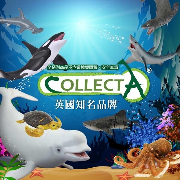 英國 collectA 迷你生物模型  超高擬真(盒裝12入)-細節圖2