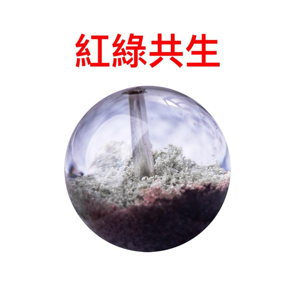 7A級 綠幽靈聚寶盆珠 台灣現貨天天出貨-紅綠共生、招正財、招財水晶、聚寶盆綠幽靈散珠、綠幽靈聚寶盆珠子-細節圖3