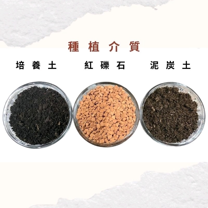 紅礫石 紅龍土 赤玉土 泥炭土 泥碳土 培養土 多肉介質 龜甲龍介質 山烏龜介質-細節圖2