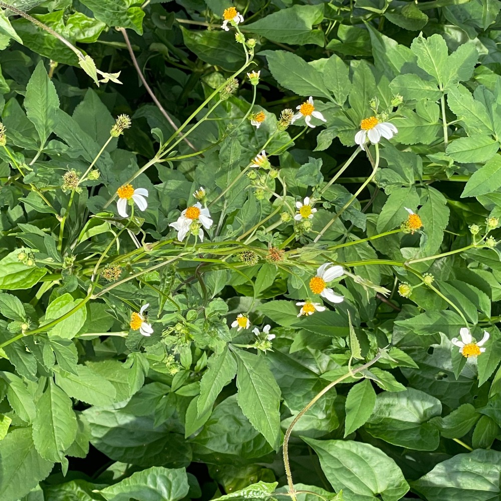 桑椹葉 咸豐草/鬼針草 血桐葉 構樹葉 野菜莧 新鮮現摘 無毒無農藥 陸龜最愛 兔子最愛 蠶寶寶-細節圖2