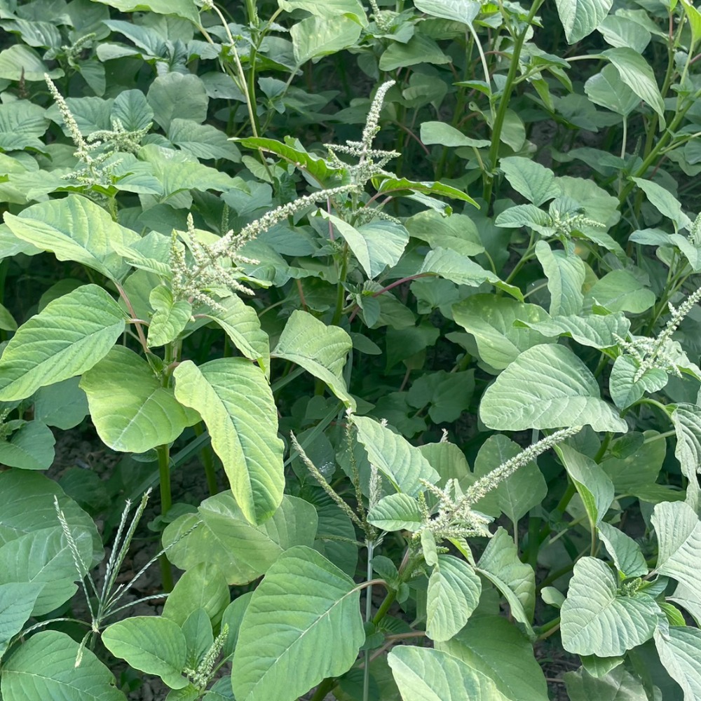 桑椹葉 咸豐草/鬼針草 血桐葉 構樹葉 野菜莧 新鮮現摘 無毒無農藥 陸龜最愛 兔子最愛 蠶寶寶-細節圖5
