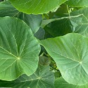桑椹葉 咸豐草/鬼針草 血桐葉 構樹葉 野菜莧 新鮮現摘 無毒無農藥 陸龜最愛 兔子最愛 蠶寶寶-規格圖5