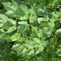 桑椹葉 咸豐草/鬼針草 血桐葉 構樹葉 野菜莧 新鮮現摘 無毒無農藥 陸龜最愛 兔子最愛 蠶寶寶-規格圖5