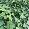 桑椹葉 咸豐草/鬼針草 血桐葉 構樹葉 野菜莧 新鮮現摘 無毒無農藥 陸龜最愛 兔子最愛 蠶寶寶-規格圖5