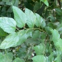 桑椹葉 咸豐草/鬼針草 血桐葉 構樹葉 野菜莧 新鮮現摘 無毒無農藥 陸龜最愛 兔子最愛 蠶寶寶-規格圖5