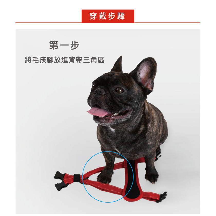 【福爾摩沙寵物精品】澳洲EZYDOG 狗體工學胸背帶《基本色系》『附送$300車用安全束綁帶』貓胸背 狗胸背帶 防暴衝-細節圖10