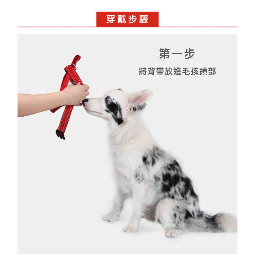 【福爾摩沙寵物精品】澳洲EzyDog 快套式胸背帶 《基本色系》狗胸背帶 貓胸背帶 狗背帶 寵物背帶-細節圖10