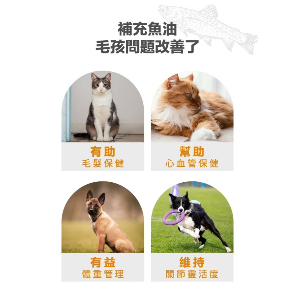 【福爾摩沙寵物精品】袋鼠廚房 純天然挪威鮭魚油 犬貓可用 寵物魚油 貓咪魚油 狗狗魚油 500ml-細節圖4