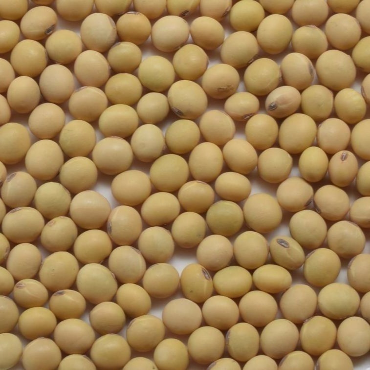 【彰農米糧】【有機】有機台灣黃豆-高雄選十號 500公克-細節圖6