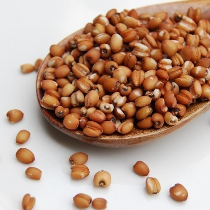 有機台灣紅薏仁 500公克-細節圖4