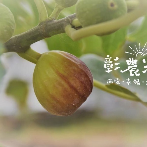台灣無花果乾-整顆 70公克-細節圖4