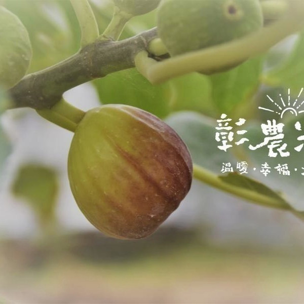 台灣無花果乾-整顆 70公克-細節圖4
