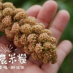 【彰農米糧】台灣原生糯小米 250公克(預計2025.3.7開始出貨)-細節圖2