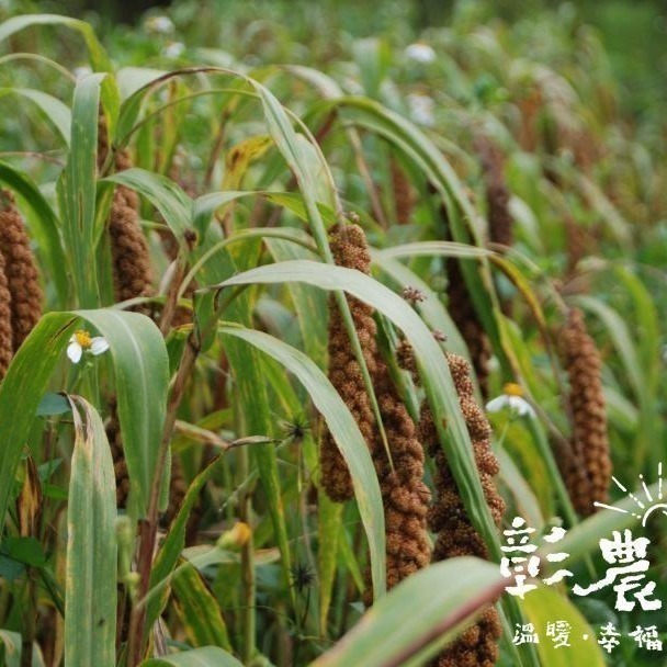 【彰農米糧】台灣原生糯小米 250公克(預計2025.3.7開始出貨)-細節圖7