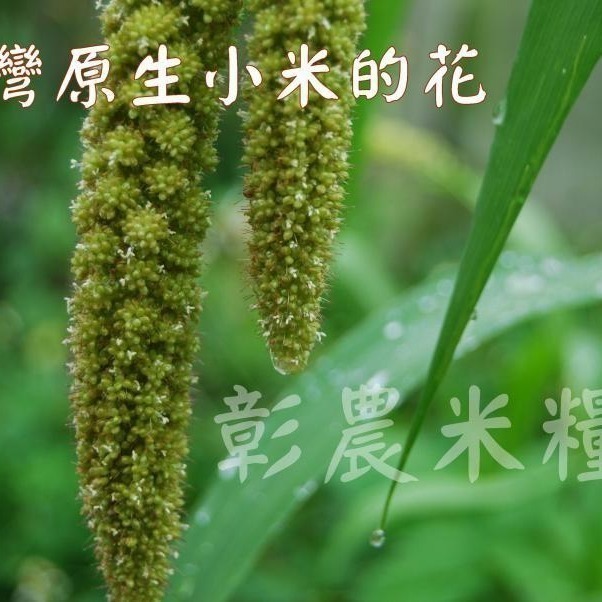 【彰農米糧】台灣原生糯小米 250公克(預計2025.3.7開始出貨)-細節圖4