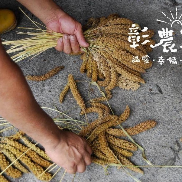 【彰農米糧】台灣原生糯小米 250公克(預計2025.3.7開始出貨)-細節圖5