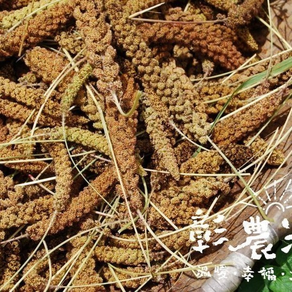 【彰農米糧】台灣原生糯小米 250公克(預計2025.3.7開始出貨)-細節圖6