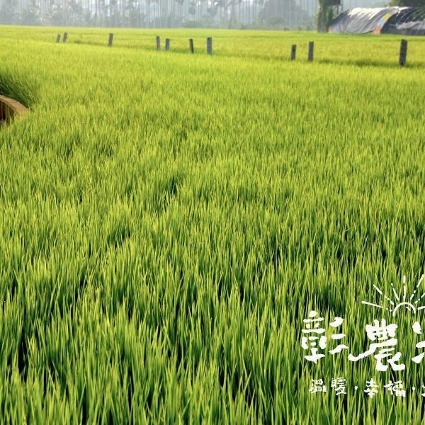 黑糖糙米香棒 150公克-細節圖3