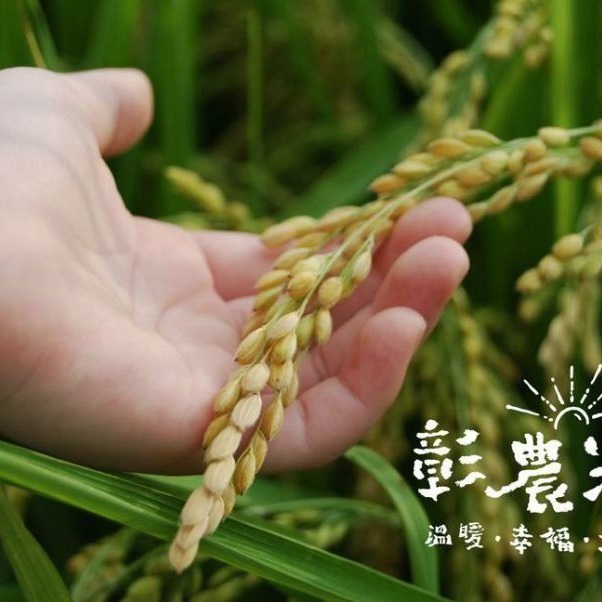 黑糖糙米香棒 150公克-細節圖4