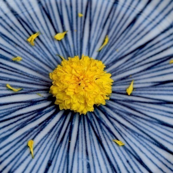 台灣杭菊-品種名黃金菊 50公克-細節圖4