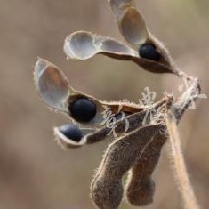 【彰農米糧】【有機】有機台灣青仁黑豆粉 200公克-細節圖4