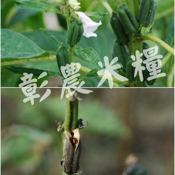 台灣黑芝麻粉-細節圖2