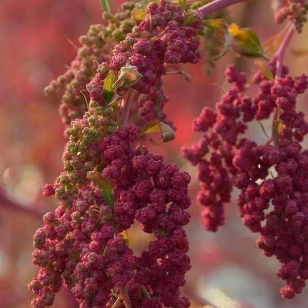 【彰農米糧】台灣原生紅藜-已脫殼 250 公克-細節圖5