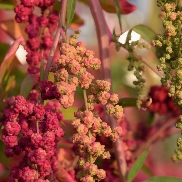 【彰農米糧】台灣原生紅藜-已脫殼 250 公克-細節圖6