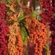 台灣原生紅藜-已脫殼 250 公克-細節圖2
