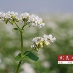 【彰農米糧】【有機】有機蕎麥 500 公克-細節圖3