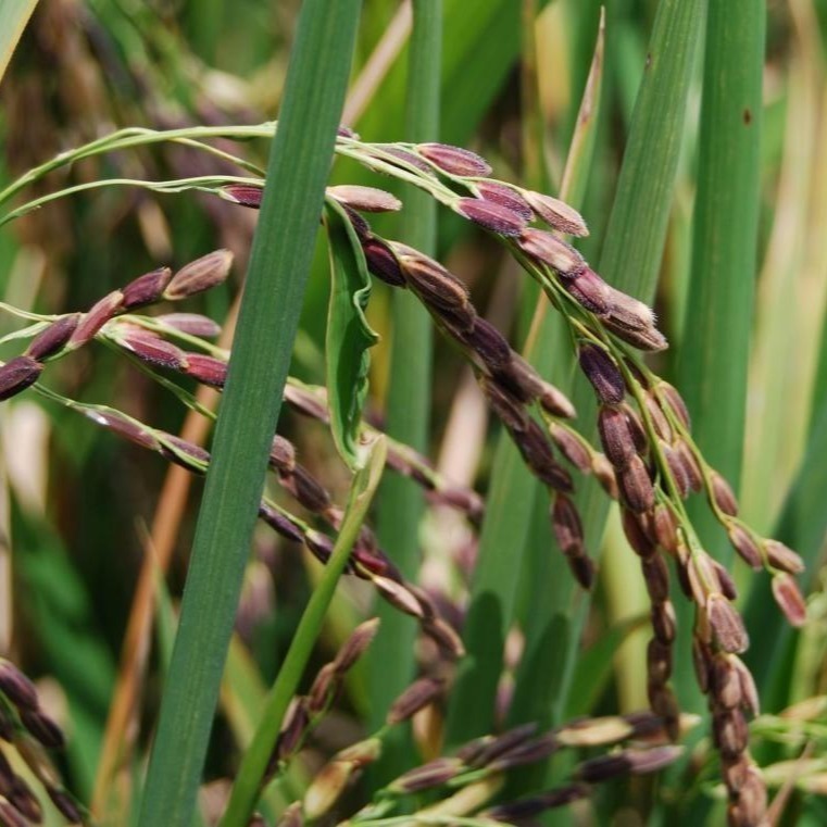 【彰農米糧】黑糯米-細節圖3