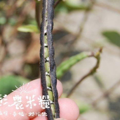 【彰農米糧】台灣毛綠豆-嘉義種植-2024.10月新包裝上巿-細節圖4