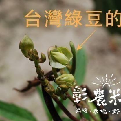 【彰農米糧】台灣毛綠豆-嘉義種植-2024.10月新包裝上巿-細節圖3