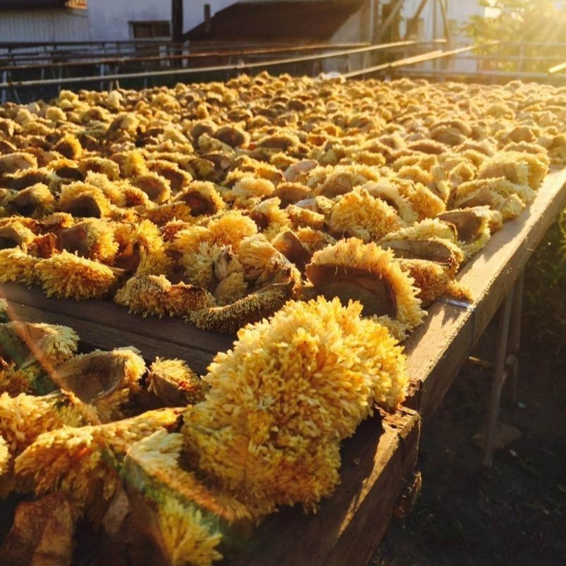 【彰農米糧】台灣高山愛玉子6入組-細節圖5