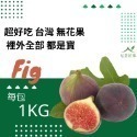 台灣無花果-友善農法種植-超好吃-規格圖11