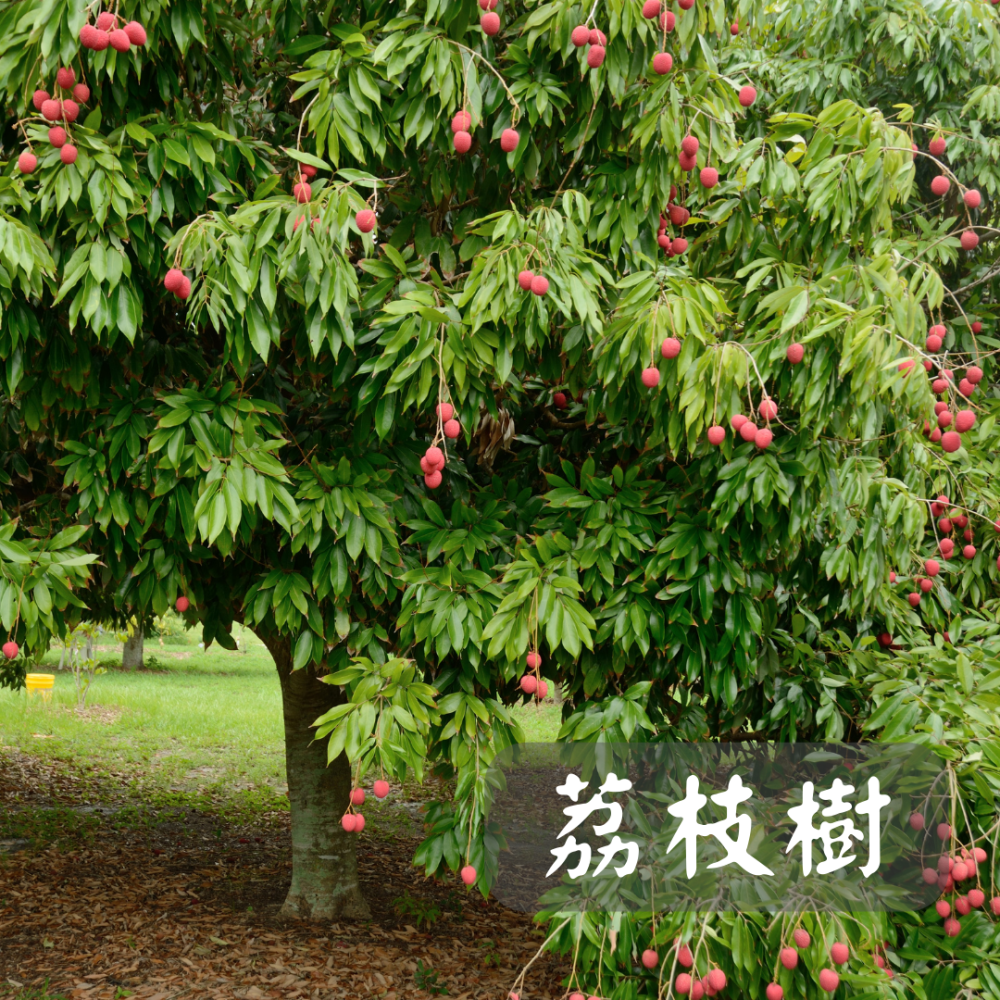 台灣生蜂蜜（封蓋蜜）-荔枝蜜-細節圖10