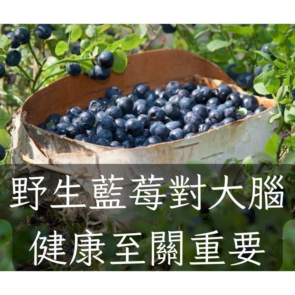 加拿大 野生藍莓原裝箱13.61公斤（請獨立下單，勿混搭其他商品）-細節圖2