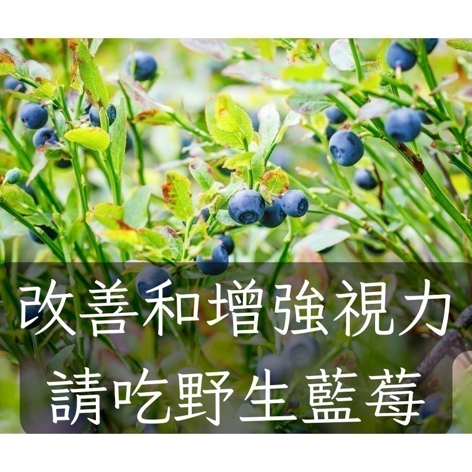 加拿大 野生藍莓原裝箱13.61公斤（請獨立下單，勿混搭其他商品）-細節圖3