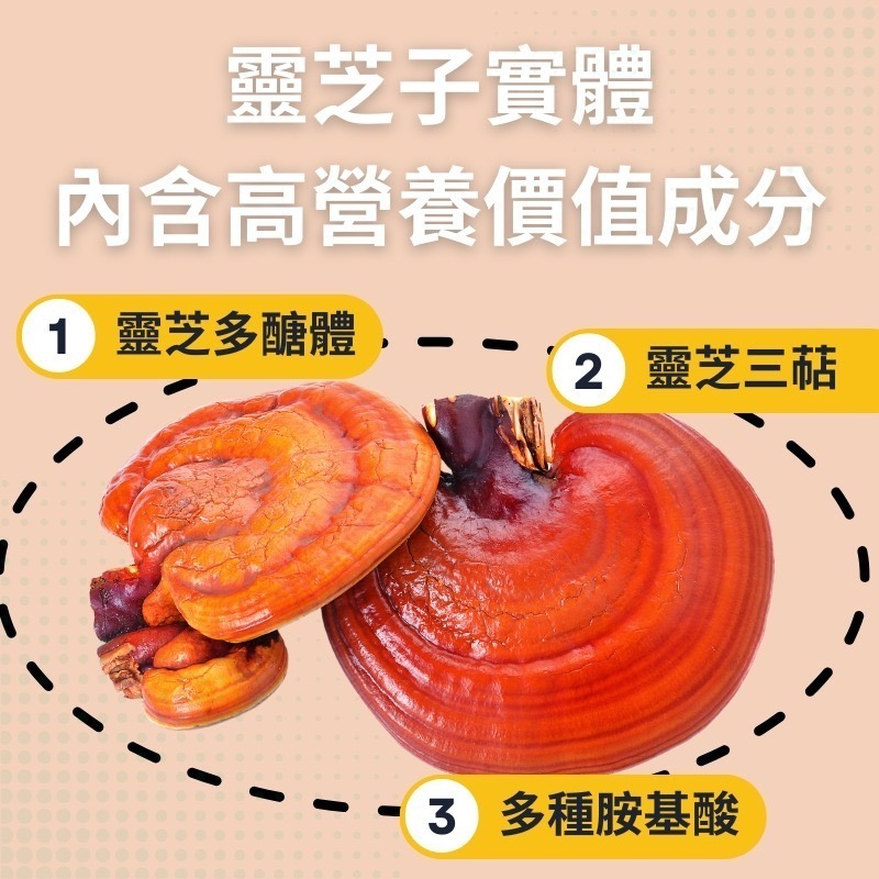 私房好事-台灣 松杉靈芝膠囊-細節圖4