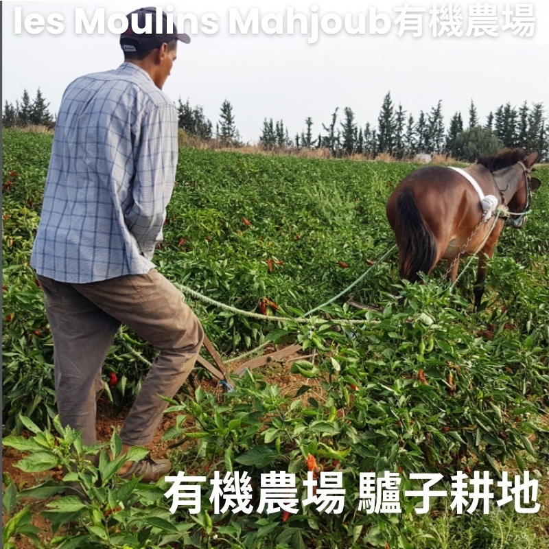 突尼西亞~les Moulins Mahjoub有機莊園~番茄義大利麵醬-細節圖9